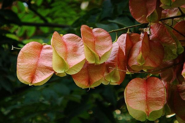 1553778973647902.jpg 欒樹果實的藥用價值