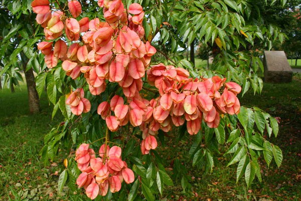 1553866347679377.jpg 欒樹什么時候開花,花期多久