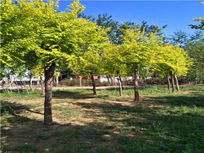 為什么金葉榆樹苗價格暴跌？