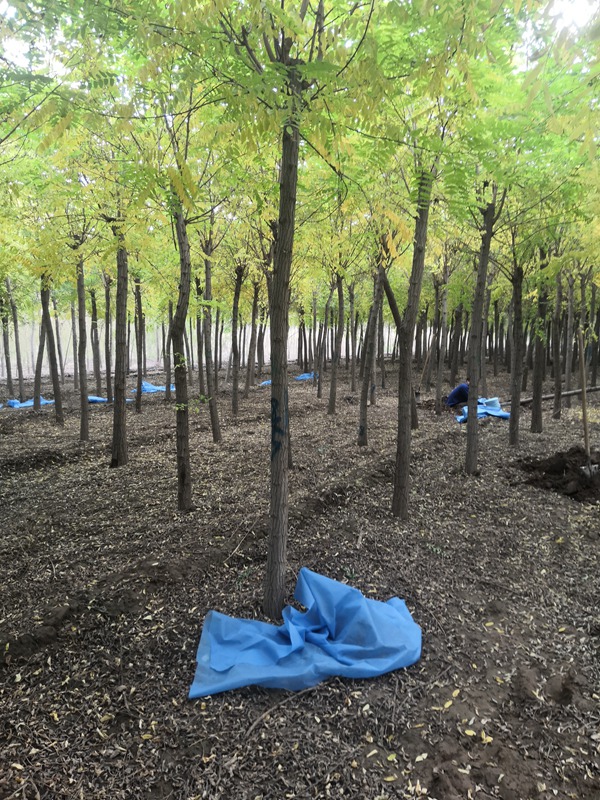 1570245249369222.jpg 2019年最新的刺槐苗木價格