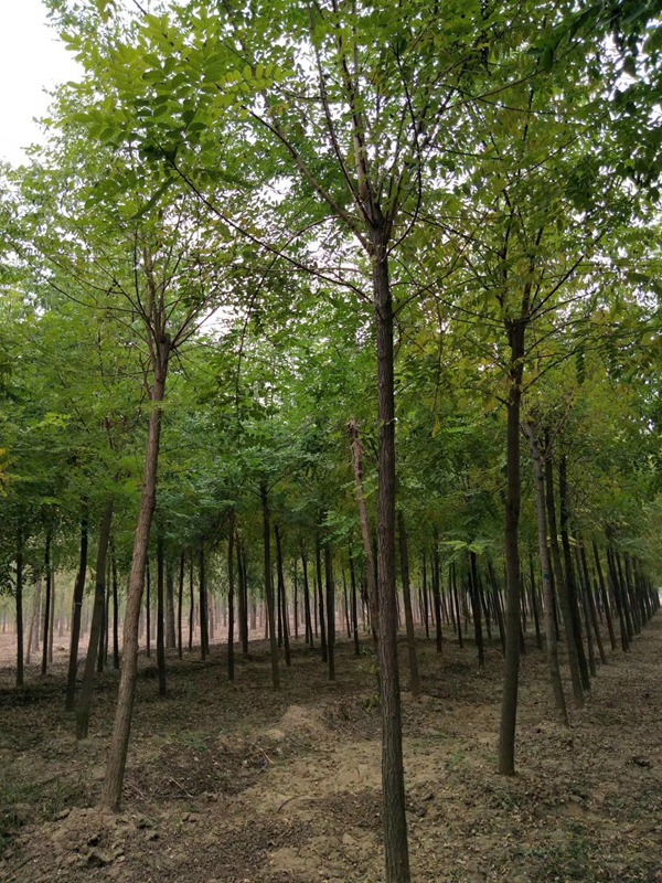 1570245286704755.jpg 2019年最新的刺槐苗木價格