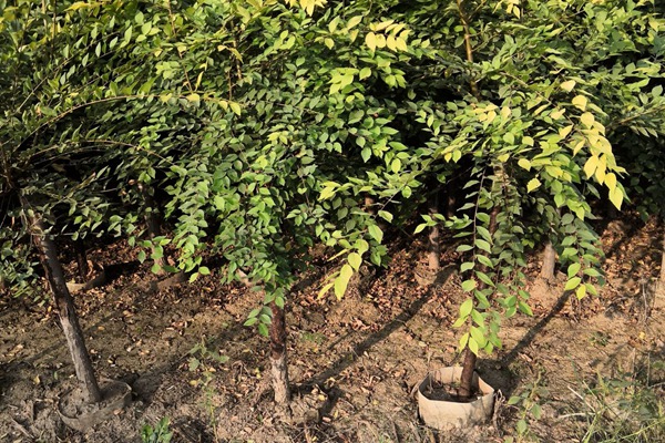 1570366404495823.jpg 直供:金葉榆容器苗價格合理規格齊全