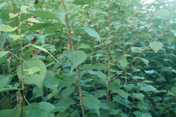 1570791290499469.jpg 山杏苗木市場(chǎng)行情以及最新價(jià)格