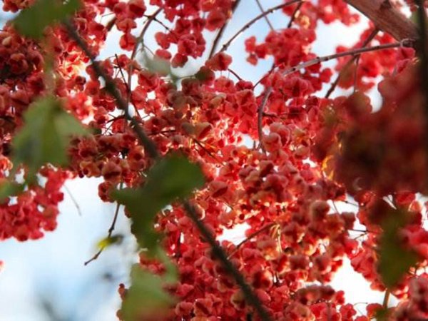 1570791893688089.jpg 絲棉木最新價(jià)格表,多少錢(qián)一棵