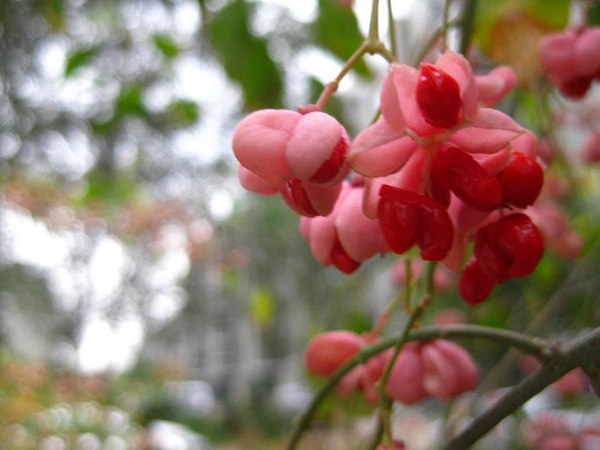 1570791901958369.jpg 絲棉木最新價(jià)格表,多少錢(qián)一棵