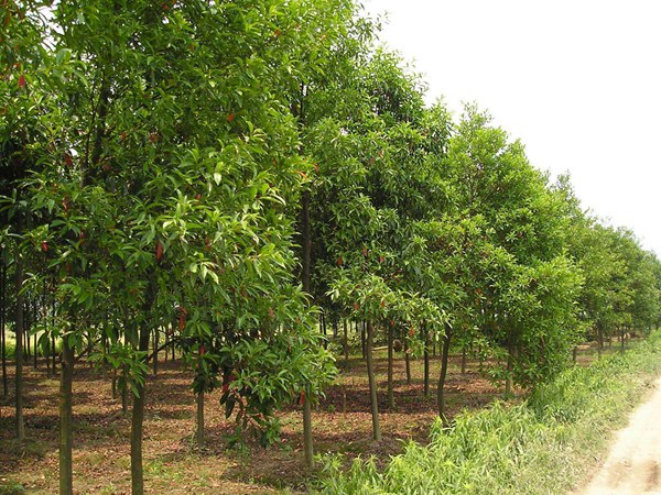 1570791909853843.jpg 絲棉木最新價(jià)格表,多少錢(qián)一棵