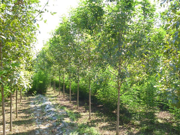 1570792051736545.jpg 白蠟樹苗價格以及特點是什么