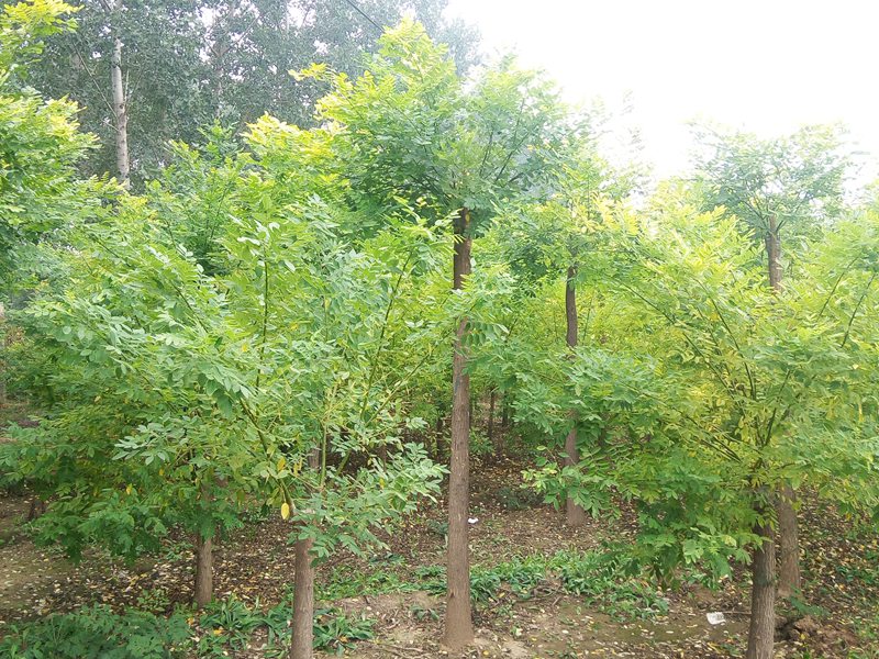 1570792467608590.jpg 2019最新金葉槐批發價格表