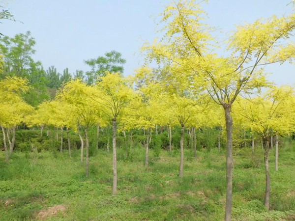 1570792476738902.jpg 2019最新金葉槐批發價格表