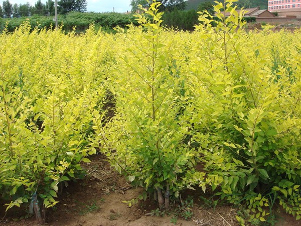 基地直銷金葉榆樹苗，價格多少錢
