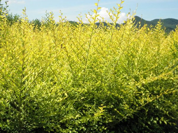 1570793146247065.jpg 10公分金葉白蠟價格是多少