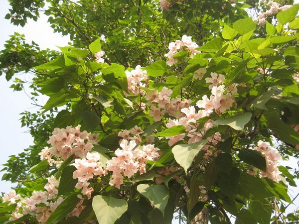 1570793411620077.jpg 2019不同規格泡桐樹苗價格多少錢