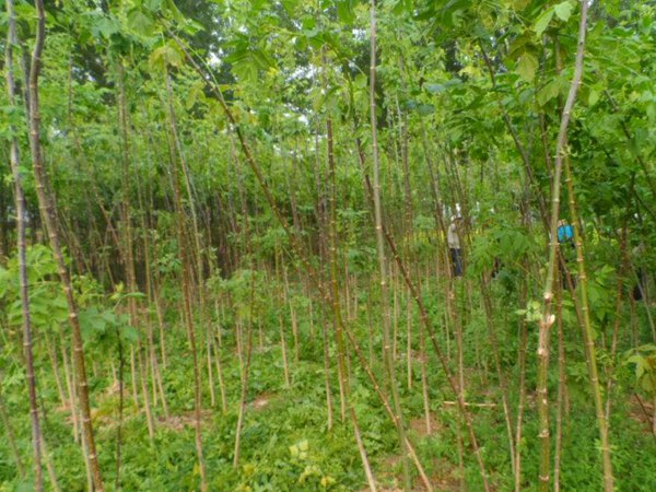 1570794051605605.jpg 復葉槭2019年最新市場價格