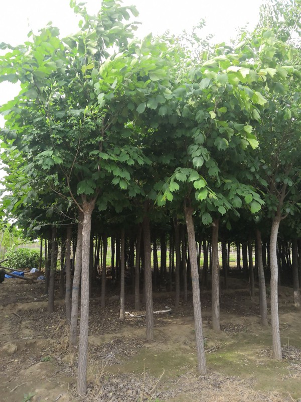 全面了解2019年裂葉榆市場(chǎng)價(jià)格多少錢