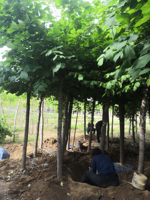 全面了解2019年裂葉榆市場(chǎng)價(jià)格多少錢