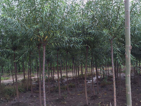 1571020939843762.jpg 垂柳樹苗2公分報價,多少錢一顆