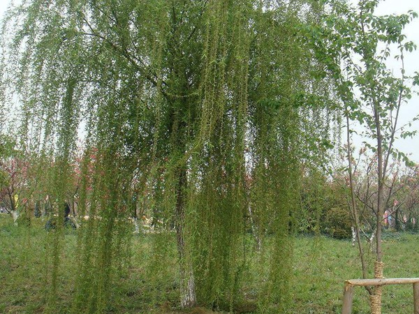 1571020947608153.jpg 垂柳樹苗2公分報價,多少錢一顆