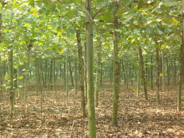 1571021093888114.jpg 法桐樹苗價(jià)格批發(fā)市場(chǎng)價(jià)格一覽表