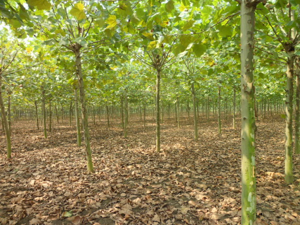 1571021100435562.jpg 法桐樹苗價(jià)格批發(fā)市場(chǎng)價(jià)格一覽表