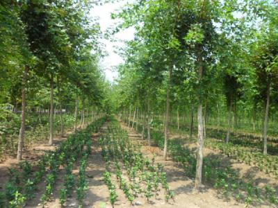 五角楓樹苗哪家好,優勢有哪些