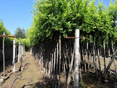 金葉榆和榆樹二者有什么區別?