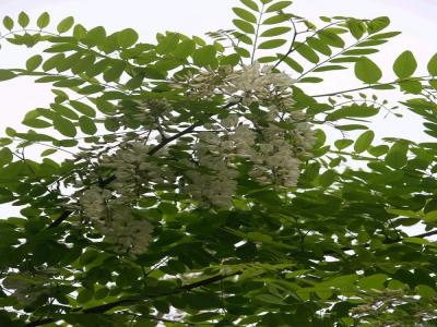 刺槐花可以吃嗎，應該怎么吃？