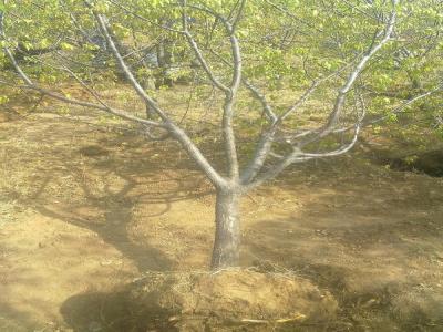 山杏樹十厘米幼苗的市場價格是多少?