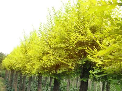 金葉榆的園林用途體現在哪些方面?