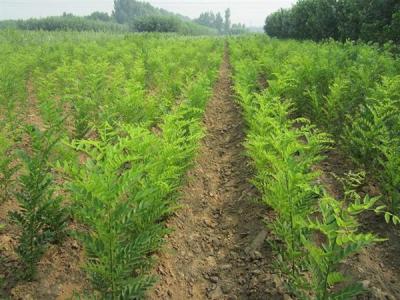 國槐幾年才能長到十公分？