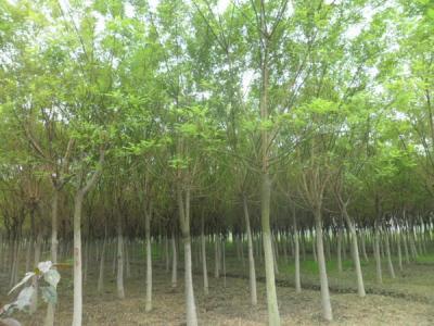 國槐的效果和價值有哪些？