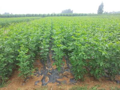 如何讓白蠟樹長(zhǎng)得更快更好?