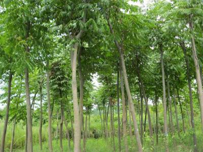 黃山欒樹為什么會出現(xiàn)滴油的情況?