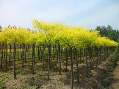 金葉槐的植株高度可以達到多少?