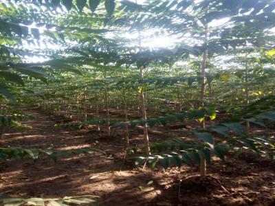 千頭椿和臭椿二者有什么區別?