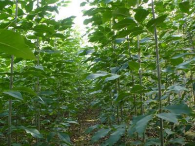 白蠟樹的風(fēng)水寓意是什么?