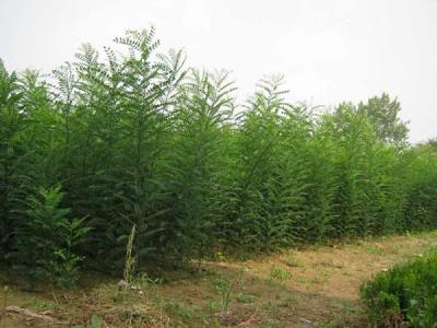 刺槐花和國槐花可以吃嗎？