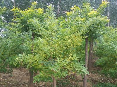 金葉槐小苗的市場價格是多少?