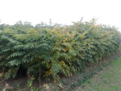 欒樹和黃山欒樹二者有什么區(qū)別?