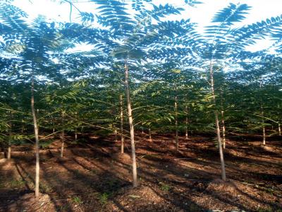 香椿和紅香椿二者有什么區(qū)別？