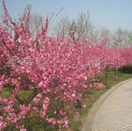 叢生榆葉梅 叢生榆葉梅