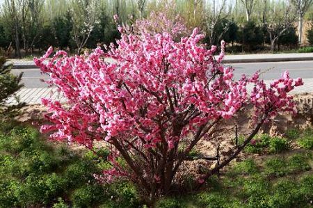 叢生榆葉梅 叢生榆葉梅