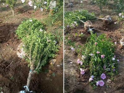 木槿花該如何種植及養護?