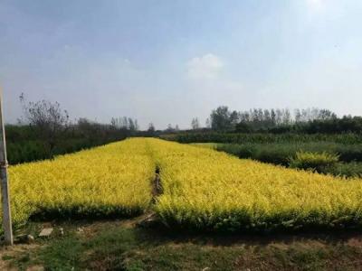 金葉女貞球和金森女貞球二者有什么明顯區別?