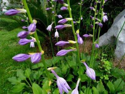 紫玉簪圖片,藥用價(jià)值