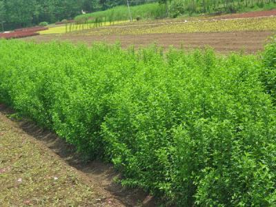 木槿花的品種應(yīng)該如何選擇?