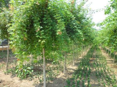 叢生五角楓拼栽需要注意些什么?