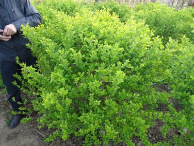 金葉女貞球一年常綠嗎?