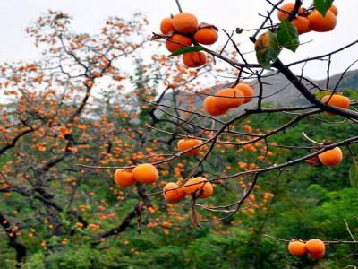 如何才能栽培好柿子樹?