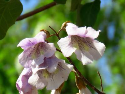 泡桐可以種植于自家的院子里嗎？