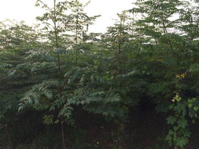 臭椿有毒嗎？